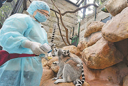 香港公園小動物也抗疫