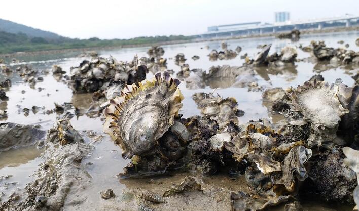 港大研究：7平方米蠔礁可過濾1個奧運標準泳池水量