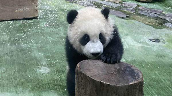 大明星來了! 大熊貓「圓寶」台北動物園亮相「接客」