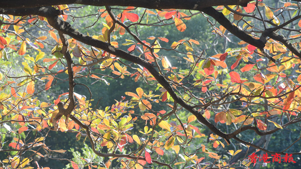 圖集｜冬日来青衣公園看紅葉