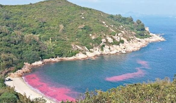 本港水域過去一周發現1宗紅潮