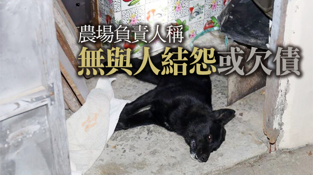 元朗八鄉農場3犬疑遭毒殺 警方列殘酷對待動物案調查