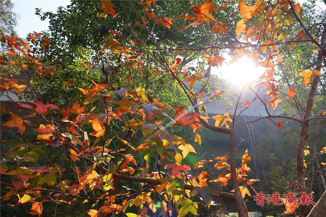 圖集 |  追「楓」秘景：欣澳楓香林