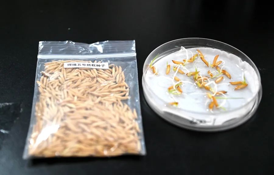 嫦娥五號「乘客」水稻種子已經發芽