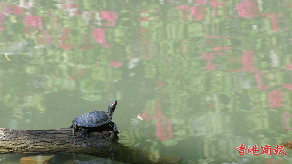 圖集 | 鬧市中的隱世公園——城門谷公園