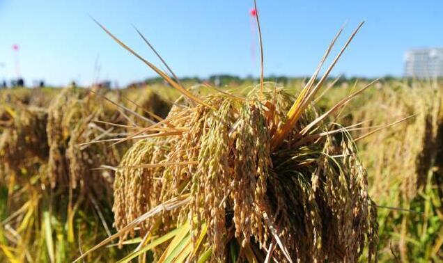 中央農辦主任、農業農村部部長唐仁健：種子和耕地是糧食安全核心
