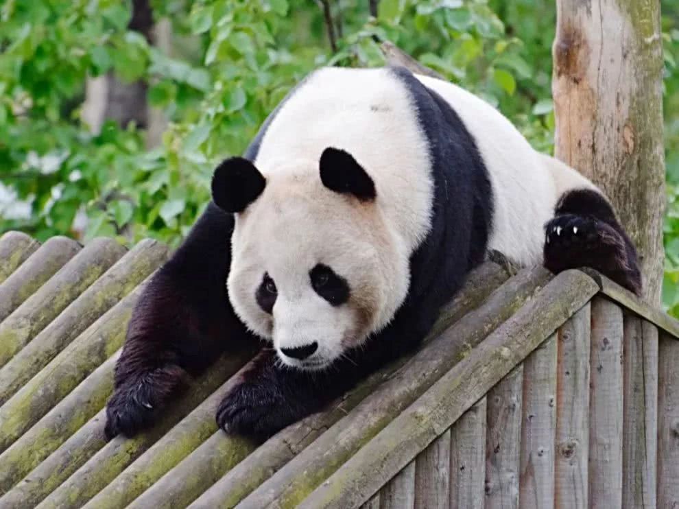 有片丨因財政壓力 在英大熊貓或將被送回中國