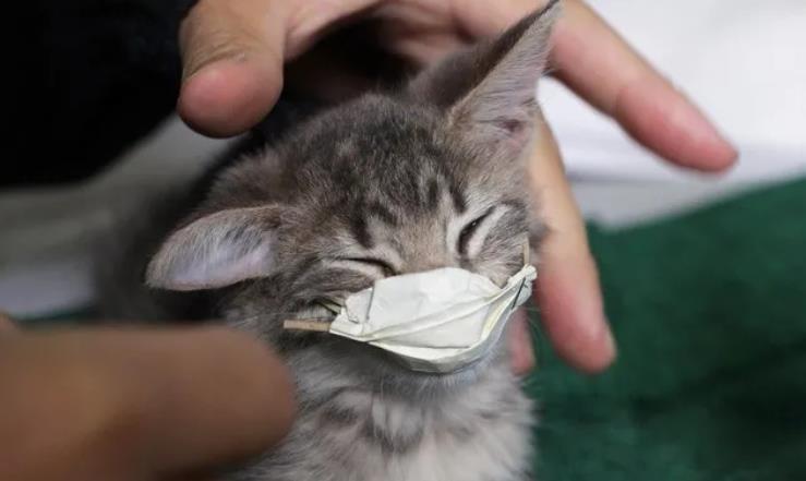 有確診者飼養貓隻對新冠病毒呈陽性反應