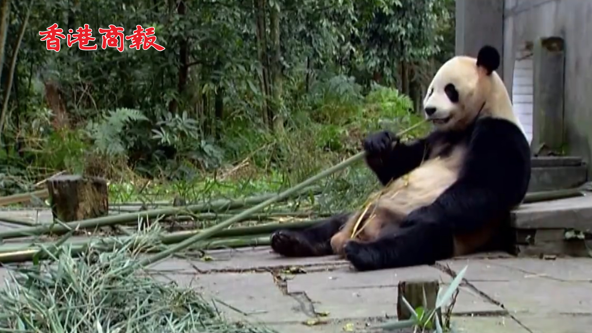 有片丨英國考慮將大熊貓送回中國 動物園：疫情期間缺錢 養不起了