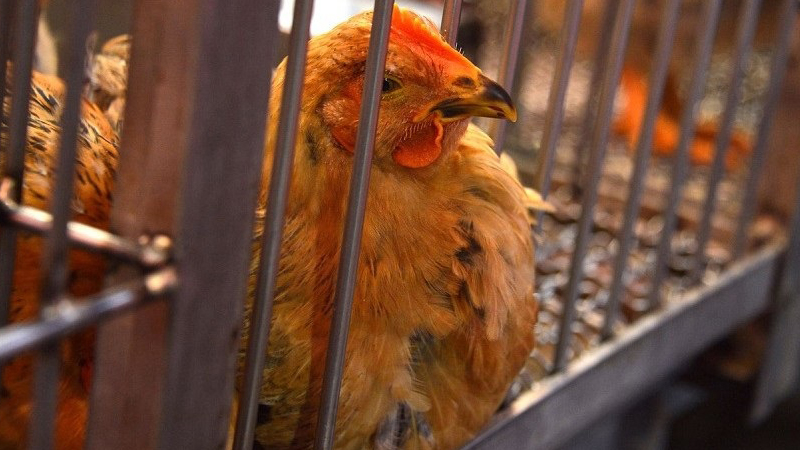 食安中心：暫停進口德國波蘭及日本3國禽產品