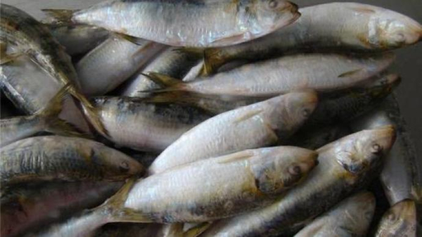 海關總署對巴基斯坦1家企業採取緊急預防性措施