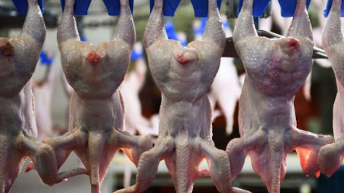 本港暫停進口德國和韓國部分地區禽肉及禽類產品