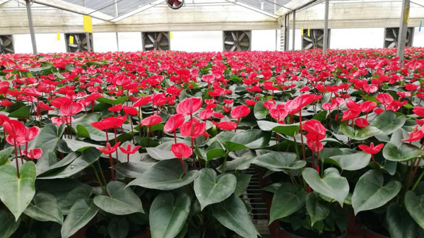 花卉新寵 「廣花」紅掌 創造效益25億