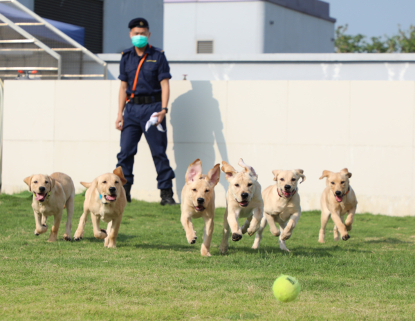 香港海關領犬訓練課程獲資歷認可