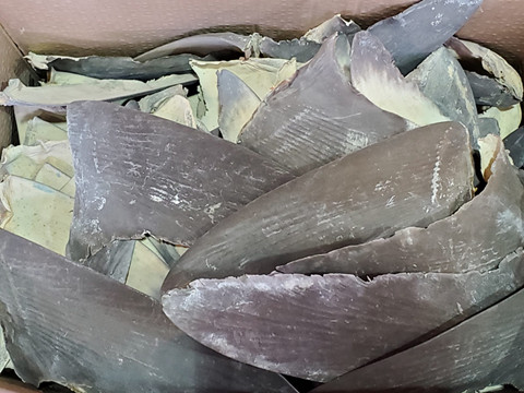 3名旅客因走私乾魚翅及乾海馬被判入獄