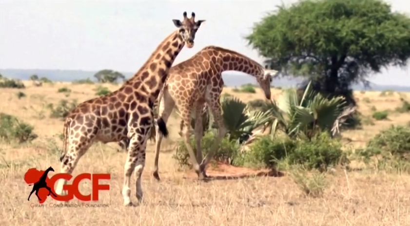 非洲發現迷你長頸鹿 約為長頸鹿正常身高的一半