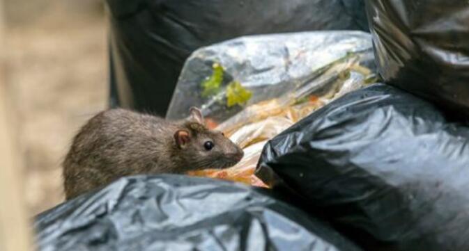 滅鼠成效低致鼠患嚴重 申訴專員展開調查