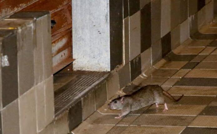 申訴專員調查食環署防治鼠患成效 民建聯：鼠患非治不可 不能「佛系滅鼠」