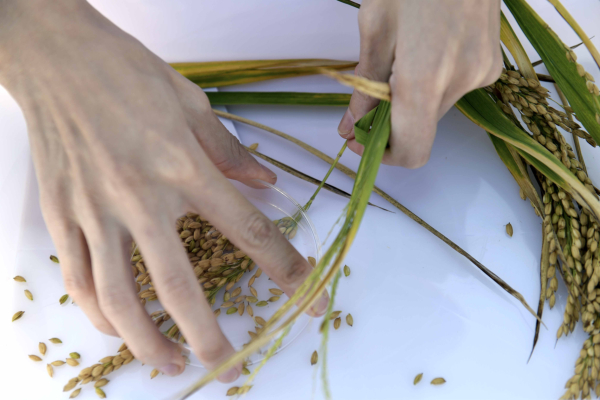 海水稻平均畝產穩定超過400公斤 袁隆平團隊開始產業化推廣