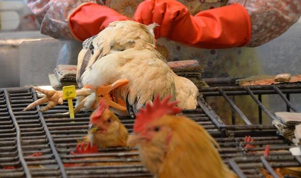 本港暫停進口匈牙利和越南部分地區的禽肉及禽類產品