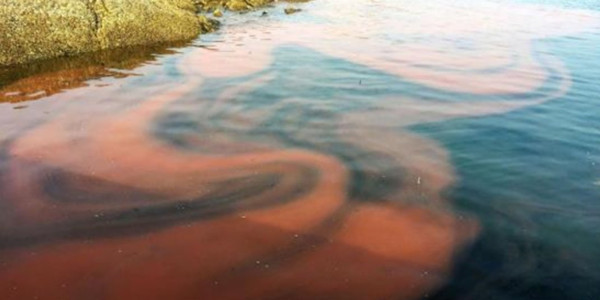 漁護署：過去一周在本港水域發現1宗紅潮