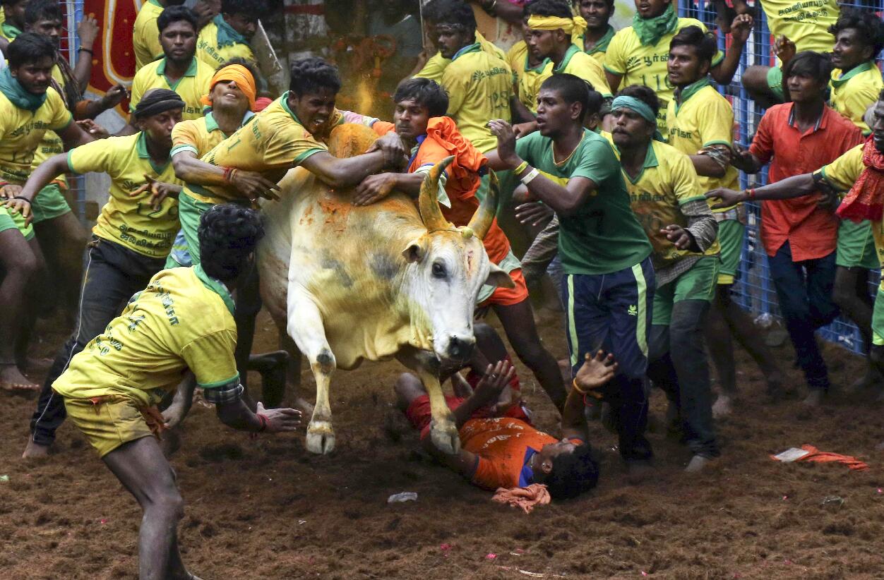 圖集 | 印度馴牛節疫下照辦 至少80人受傷