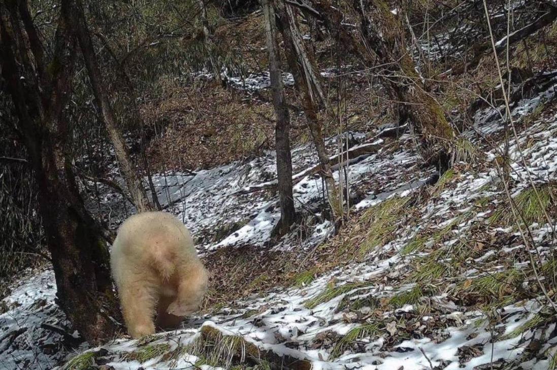 全球唯一的白色大熊貓四肢毛發變金色