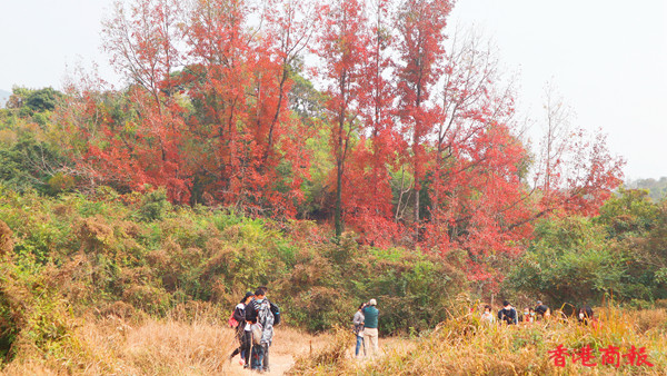 圖集｜大埔烏蛟騰：港人郊遊的好去處
