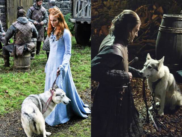 DNA測序顯示《權力的遊戲》中的冰原狼是現代狼的遠親