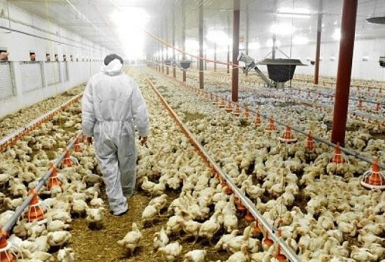 本港暫停進口英德及韓國部分地區禽肉及禽類產品