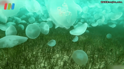 有片丨土耳其潛水員意外遇上水母群 萬隻水母波光中浪漫暢遊