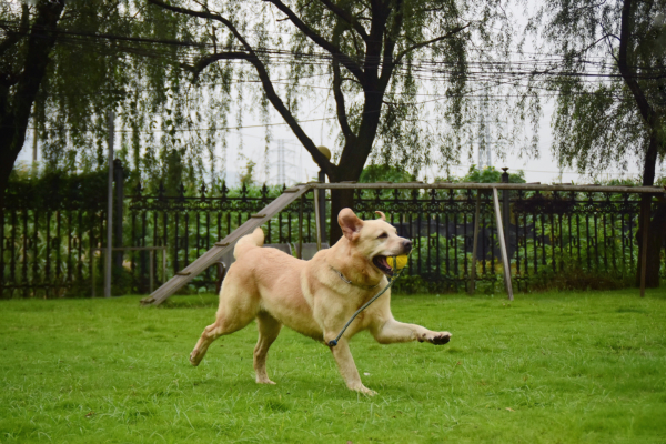 內地擬立法規定：攜帶犬只應佩戴犬牌並系犬繩