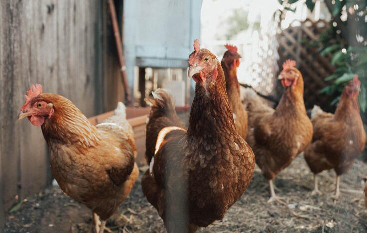本港暫停進口印度、法國及波蘭部分地區的禽肉及禽類產品