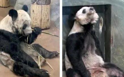 旅美熊貓被曝瘦骨嶙峋 官方：屬於老年並患有皮膚病