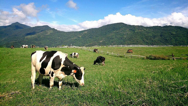 中國優然牧業尋求首季在港IPO集資約39億元