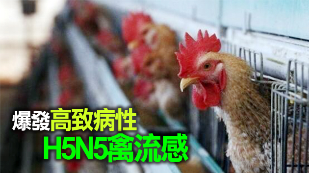 本港暫停進口瑞典4個城市的禽肉及禽類產品