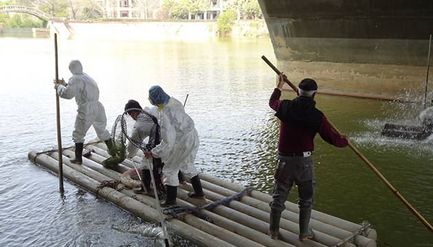 台中正大學寧靜湖禽類染禽流感 共撲殺鵝鴨41隻
