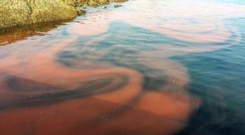 過去一周本港水域發現4宗紅潮 暫無魚類死亡報告