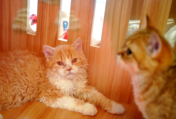 北京疫情通報隱去個人信息 集中隔離可留一成員居家照料寵物