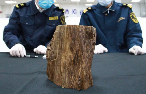 廣州海關查獲一票違規寄遞進境瀕危植物沉香木 重約2千克