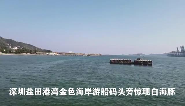 有片丨萌翻！海豚再現深圳鹽田港灣