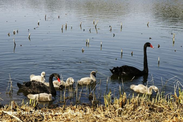 北京圓明園發生天鵝H5N8亞型高致病性禽流感疫情