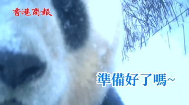 有片丨快圍觀！四川野生大熊貓在紅外相機前秀自拍