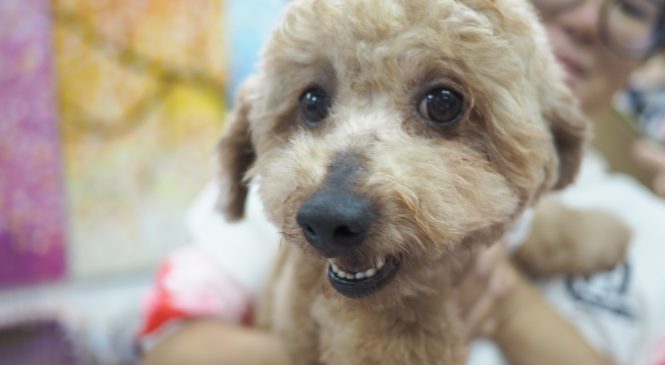 1隻元朗貴婦狗對新冠肺炎病毒測試呈陽性反應