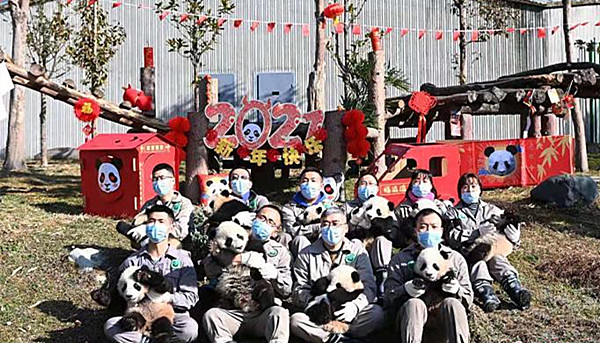 四川臥龍：「2020級」大熊貓寶寶集體「拜年」 祝「牛運滾滾來」