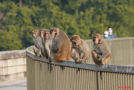 圖集 | 金山郊野公園的野生獼猴群