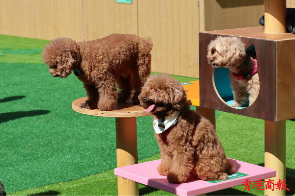 圖集 | 寵物好去處！「寵物同樂園」讓毛孩盡情「放電」