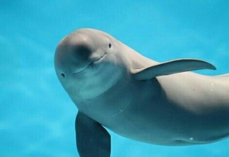 國家重點保護野生動物名錄調整 長江江豚等升為一級