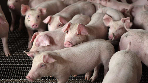 江啟臣稱台灣「反萊豬」公投連署破50萬份