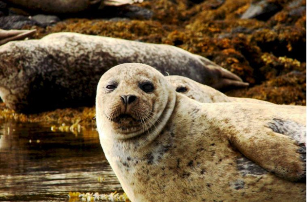 海獅佔北海道無人島 當地漁民年損逾7331萬